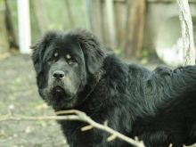 Розміри тибетського мастифа (19 фото): скільки важить дорослий собака? Вага цуценя по місяцях. Зростання собаки в холці