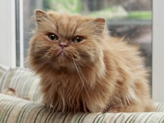 Рудий персидський кіт (16 фото): характеристика, особливості догляду за дорослою особиною і кошеням