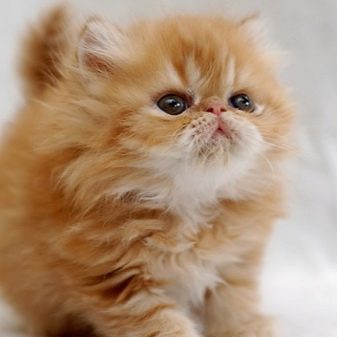 Рудий персидський кіт (16 фото): характеристика, особливості догляду за дорослою особиною і кошеням