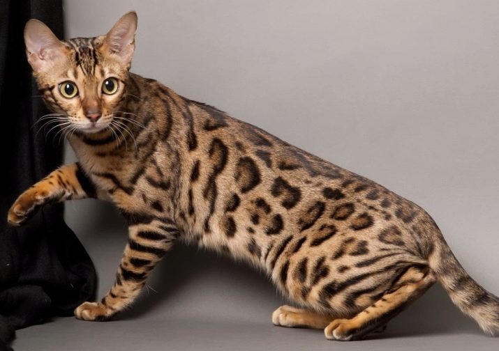Самі милі кошенята (46 фото): список наймиліших в світі порід кішок. Як вибрати кота?