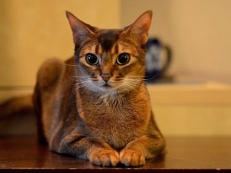 Самі милі кошенята (46 фото): список наймиліших в світі порід кішок. Як вибрати кота?