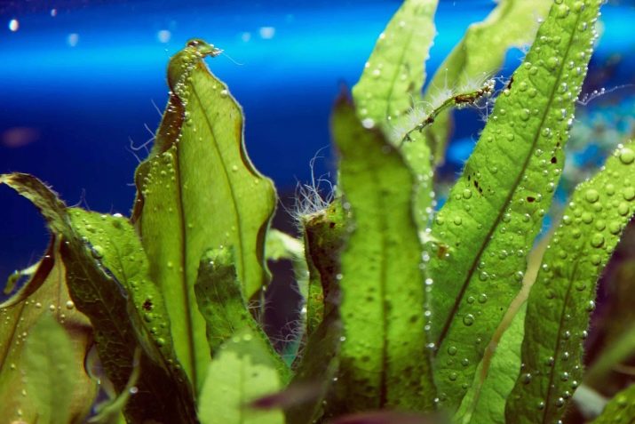 «Сайдекс» для акваріума (13 фото): інструкція із застосування, дозування «Сайдекса» проти водоростей