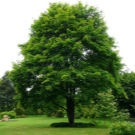 Що подарувати чоловікові на дерев’яну весілля? Вибираємо прикольні подарунки з дерева на 5 років спільного життя