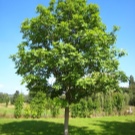 Що подарувати чоловікові на дерев’яну весілля? Вибираємо прикольні подарунки з дерева на 5 років спільного життя