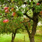 Що подарувати чоловікові на дерев’яну весілля? Вибираємо прикольні подарунки з дерева на 5 років спільного життя