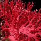 Сережки з коралом (67 фото): сережки Black desert з червоного коралу, моделі з натуральним коралом