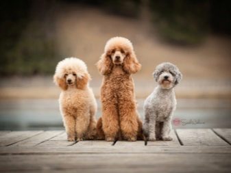 Шерсть пуделя: особливості догляду за шерстю цуценят і дорослих собак