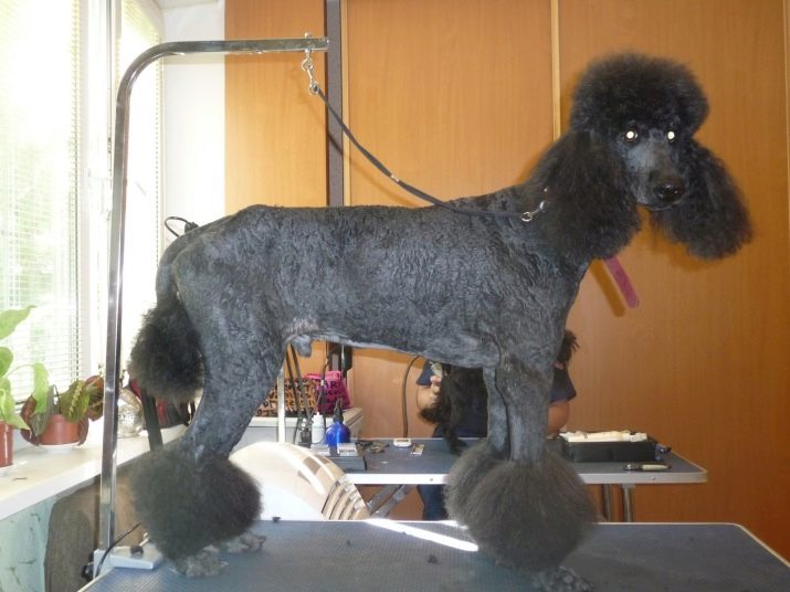 Шерсть пуделя: особливості догляду за шерстю цуценят і дорослих собак