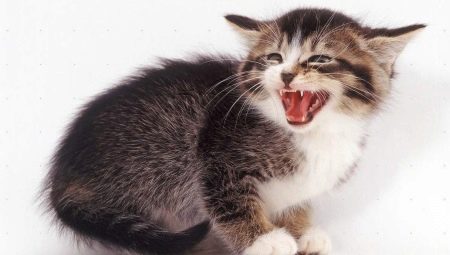 Шипящая кішка (17 фото): причини шипіння кота на певної людини. Що робити, якщо кішка кидається на свого господаря і інших людей?