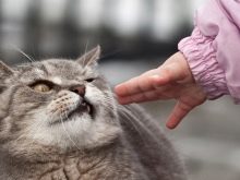 Шипящая кішка (17 фото): причини шипіння кота на певної людини. Що робити, якщо кішка кидається на свого господаря і інших людей?
