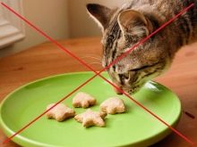 Шипящая кішка (17 фото): причини шипіння кота на певної людини. Що робити, якщо кішка кидається на свого господаря і інших людей?