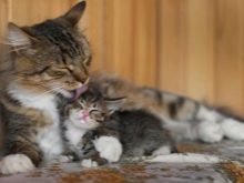 Шипящая кішка (17 фото): причини шипіння кота на певної людини. Що робити, якщо кішка кидається на свого господаря і інших людей?