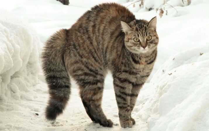 Шипящая кішка (17 фото): причини шипіння кота на певної людини. Що робити, якщо кішка кидається на свого господаря і інших людей?