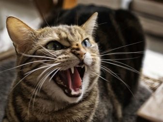 Шипящая кішка (17 фото): причини шипіння кота на певної людини. Що робити, якщо кішка кидається на свого господаря і інших людей?