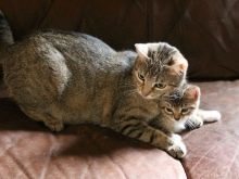 Шипящая кішка (17 фото): причини шипіння кота на певної людини. Що робити, якщо кішка кидається на свого господаря і інших людей?