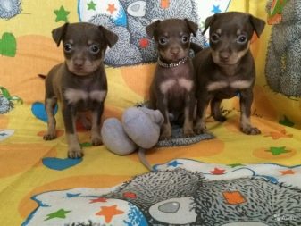 Шоколадні той-тер’єри (22 фото): особливості цуценят коричневого забарвлення, опис російських міні-собак з підпалом