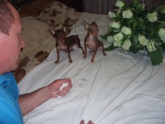 Шоколадні той-тер’єри (22 фото): особливості цуценят коричневого забарвлення, опис російських міні-собак з підпалом
