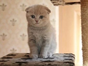 Шотландські лілові кошенята (21 фото): особливості забарвлення кішок. З яким кольором очей народжуються шотландські лілові кошенята?