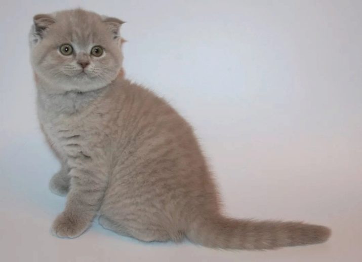 Шотландські лілові кошенята (21 фото): особливості забарвлення кішок. З яким кольором очей народжуються шотландські лілові кошенята?