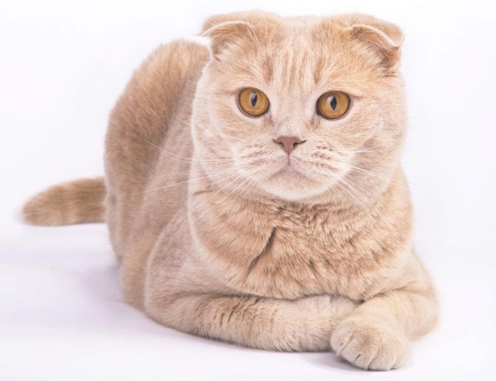 Шотландська кішка золотого забарвлення (14 фото): особливості забарвлення, характеристика породи, особливості догляду за дорослими кішками та кошенятами