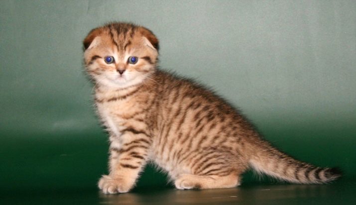 Шотландська кішка золотого забарвлення (14 фото): особливості забарвлення, характеристика породи, особливості догляду за дорослими кішками та кошенятами