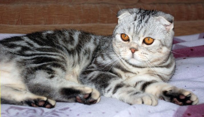 Шотландська висловуха смугаста кішка (13 фото): які існують різновиди забарвлення у смужку? Особливості сірих і коричневих котів з білими смужками