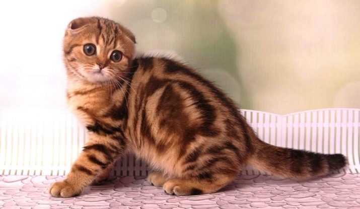 Шотландська висловуха смугаста кішка (13 фото): які існують різновиди забарвлення у смужку? Особливості сірих і коричневих котів з білими смужками