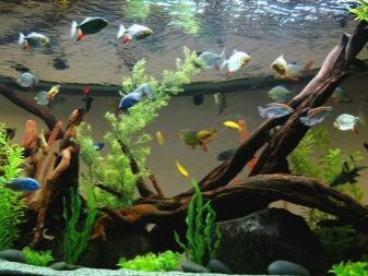 Штучні рослини для акваріума (21 фото): вибір акваріумних водоростей і трави. Як підготувати їх до акваріума і чим обробити?