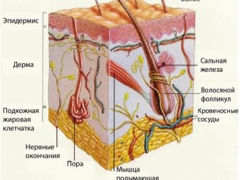 Швидкість росту волосся (28 фото): на скільки сантиметрів відросте волосся за місяць на голові у жінок? На скільки відросте за півроку? Яка довжина буде через рік?