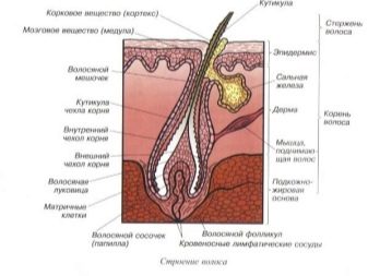 Швидкість росту волосся (28 фото): на скільки сантиметрів відросте волосся за місяць на голові у жінок? На скільки відросте за півроку? Яка довжина буде через рік?