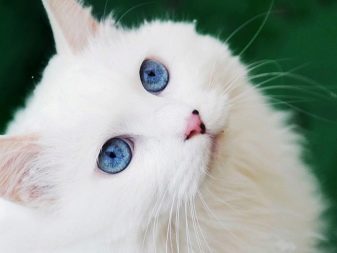 Сибірська кішка білого забарвлення (21 фото): особливості забарвлення, опис породи, тонкощі догляду за дорослими котами та кошенятами