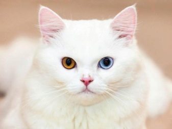 Сибірська кішка білого забарвлення (21 фото): особливості забарвлення, опис породи, тонкощі догляду за дорослими котами та кошенятами