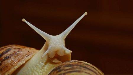 Скільки ростуть равлики ахатини? 13 фото Як швидко ростуть в домашніх умовах? До якого розміру виростають? Як довго росте панцир?