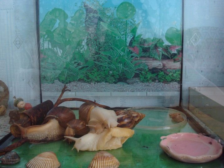 Скільки ростуть равлики ахатини? 13 фото Як швидко ростуть в домашніх умовах? До якого розміру виростають? Як довго росте панцир?
