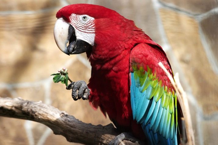 Скільки живе папуга ара? Тривалість життя ари в домашніх умовах і в дикій природі
