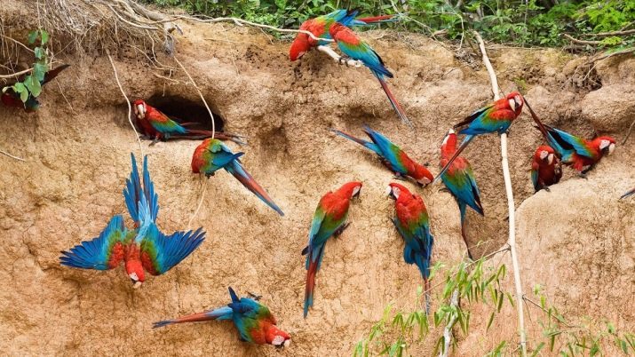 Скільки живе папуга ара? Тривалість життя ари в домашніх умовах і в дикій природі