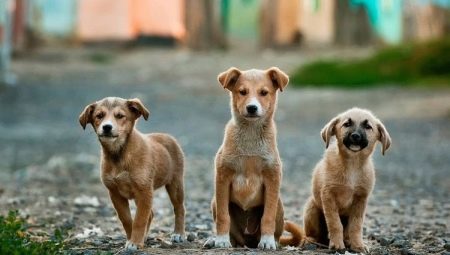 Скільки живуть тварини? Тривалість життя собак в домашніх умовах. Скільки років дворняги живуть на ланцюгу?