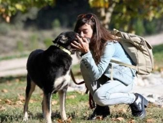 Скільки живуть тварини? Тривалість життя собак в домашніх умовах. Скільки років дворняги живуть на ланцюгу?