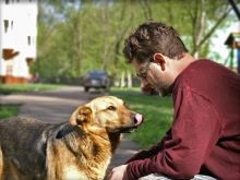 Скільки живуть тварини? Тривалість життя собак в домашніх умовах. Скільки років дворняги живуть на ланцюгу?