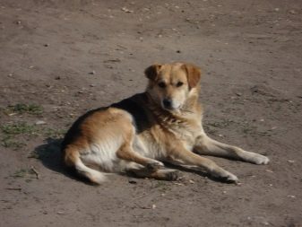 Скільки живуть тварини? Тривалість життя собак в домашніх умовах. Скільки років дворняги живуть на ланцюгу?