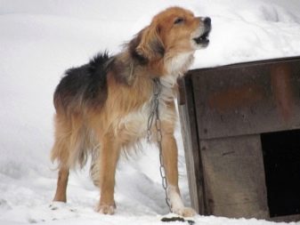 Скільки живуть тварини? Тривалість життя собак в домашніх умовах. Скільки років дворняги живуть на ланцюгу?