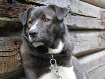 Скільки живуть тварини? Тривалість життя собак в домашніх умовах. Скільки років дворняги живуть на ланцюгу?