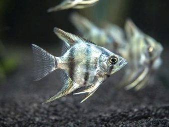 Смугасті акваріумні рибки (28 фото): жовта з чорними смужками, риба-зебра і інші різновиди смугастиків для акваріума. Характерні риси