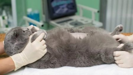 Стерилізація і кастрація британських кішок і котів: в якому віці каструють хлопчиків-британців? Коли стерилізують кішок? Чим годувати їх після процедури?