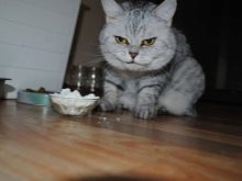 Стерилізація і кастрація британських кішок і котів: в якому віці каструють хлопчиків-британців? Коли стерилізують кішок? Чим годувати їх після процедури?