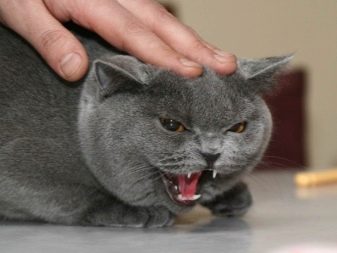 Стерилізація і кастрація британських кішок і котів: в якому віці каструють хлопчиків-британців? Коли стерилізують кішок? Чим годувати їх після процедури?