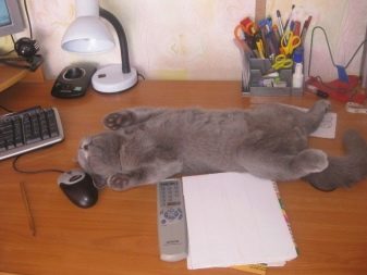 Стерилізація і кастрація британських кішок і котів: в якому віці каструють хлопчиків-британців? Коли стерилізують кішок? Чим годувати їх після процедури?