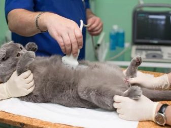 Стерилізація і кастрація британських кішок і котів: в якому віці каструють хлопчиків-британців? Коли стерилізують кішок? Чим годувати їх після процедури?