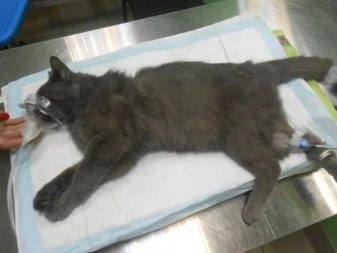 Стерилізація і кастрація британських кішок і котів: в якому віці каструють хлопчиків-британців? Коли стерилізують кішок? Чим годувати їх після процедури?