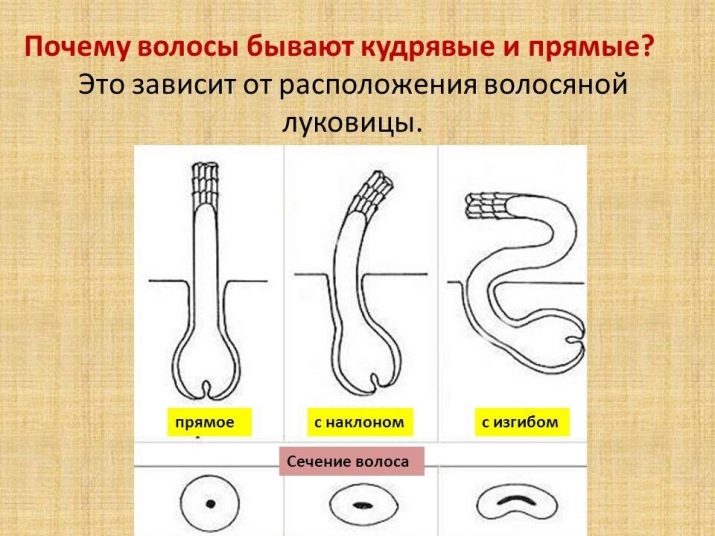 Стрижки без укладання на хвилясте волосся (40 фото): вибір стрижки, не вимагає укладання для коротких і довгих хвилястого і кучерявого волосся